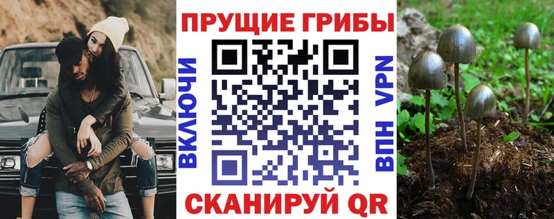 KRAKEN вход  Нижний Новгород  Галлюциногенные грибы MAGIC MUSHROOMS 