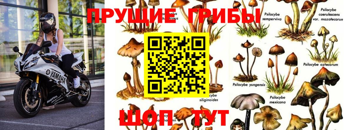 Галлюциногенные грибы GOLDEN TEACHER Нижний Новгород